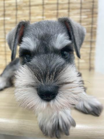 ミニチュアシュナウザー