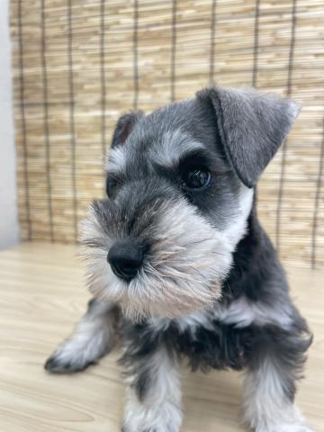 ミニチュアシュナウザー