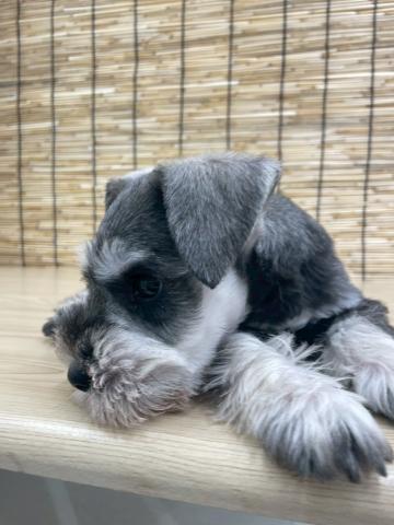 ミニチュアシュナウザー