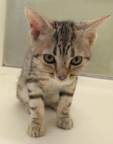 アメリカンショートヘアー