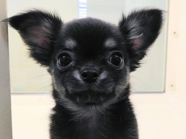 岩手県のチワワ(ロング) (ペットアミ 花巻店/2025年7月23日生まれ/男の子/ブラックタン)の子犬