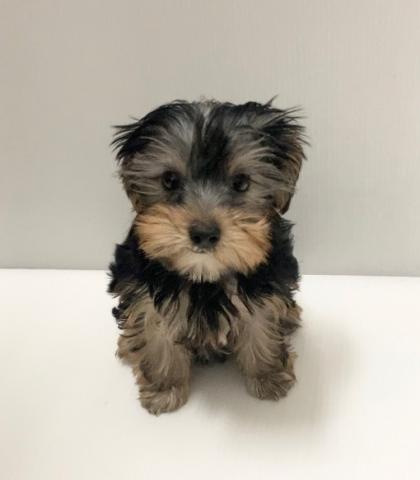 ヨークシャーテリア