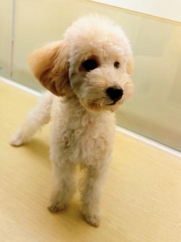 岩手県のトイプードル(トイ) (ペットアミ 花巻店/2025年3月27日生まれ/女の子/クリーム)の子犬の1枚目の画像