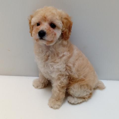 岩手県のトイプードル(トイ) (ペットアミ 花巻店/2025年3月27日生まれ/女の子/クリーム)の子犬の2枚目の画像