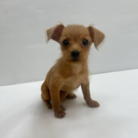 和歌山県のチワプー/プーチー(チワワ×プードル) (ペットアミ 岩出店/2025年7月25日生まれ/女の子/アプリコット)の子犬の2枚目の画像