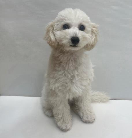 和歌山県のビションプー(ビションフリーゼ×プードル) (ペットアミ 岩出店/2025年6月13日生まれ/男の子/クリーム)の子犬の3枚目の画像