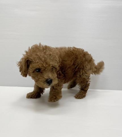 和歌山県のトイプードル(トイ) (ペットアミ 岩出店/2025年7月20日生まれ/男の子/レッド)の子犬の2枚目の画像