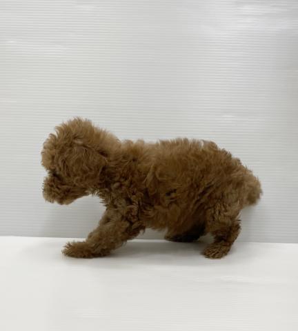 和歌山県のトイプードル(トイ) (ペットアミ 岩出店/2025年7月20日生まれ/男の子/レッド)の子犬の3枚目の画像