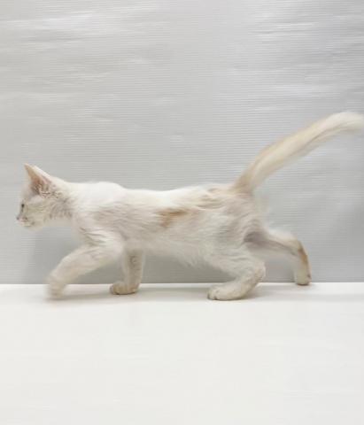 和歌山県のサイベリアン (ペットアミ 岩出店/2025年6月7日生まれ/男の子/ホワイトクリーム)の子猫の3枚目の画像