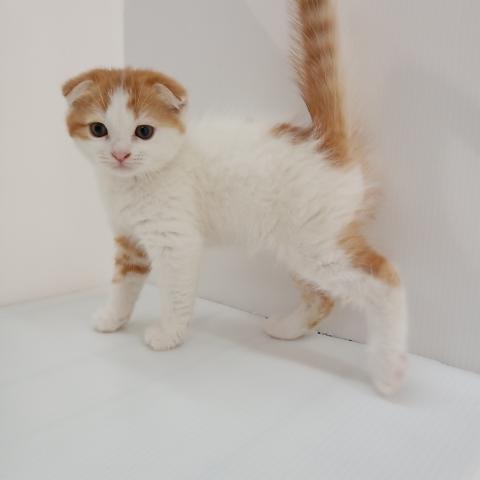 スコティッシュフォールド子猫