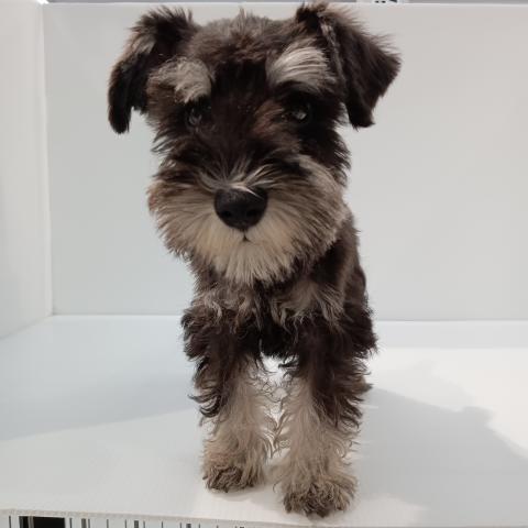 ミニチュアシュナウザー子犬