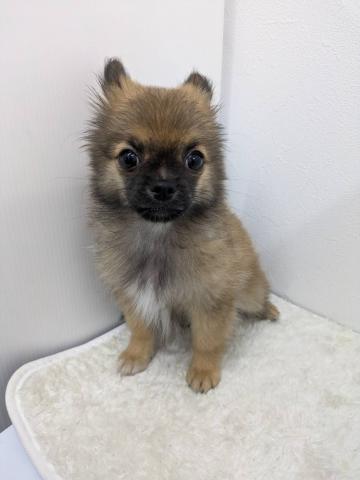 和歌山県のハーフ犬・ミックス犬 (ペットアミ 那賀店/2025年6月21日生まれ/女の子/その他色)の子犬の1枚目の画像