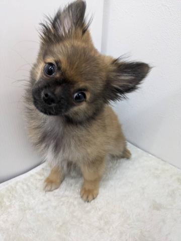 和歌山県のハーフ犬・ミックス犬 (ペットアミ 那賀店/2025年6月21日生まれ/女の子/その他色)の子犬の2枚目の画像