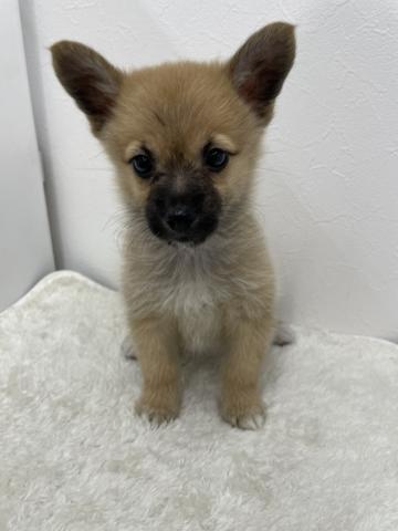 和歌山県のポメコーギー(ポメラニアン×コーギー) (ペットアミ 那賀店/2025年7月29日生まれ/女の子/セーブルホワイト)の子犬の1枚目の画像