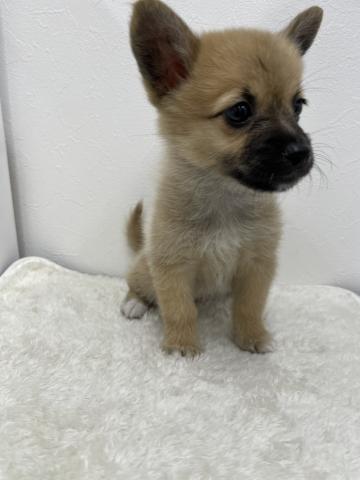 和歌山県のポメコーギー(ポメラニアン×コーギー) (ペットアミ 那賀店/2025年7月29日生まれ/女の子/セーブルホワイト)の子犬の2枚目の画像