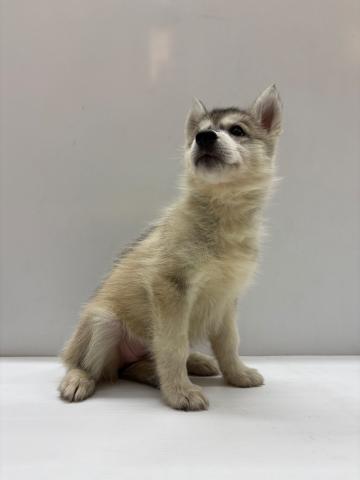 和歌山県のシベリアンハスキー (ペットアミ 那賀店/2025年7月26日生まれ/女の子/シルバーホワイト)の子犬の2枚目の画像