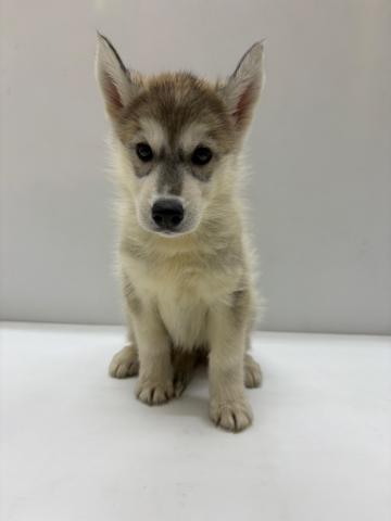 和歌山県のシベリアンハスキー (ペットアミ 那賀店/2025年7月26日生まれ/女の子/シルバーホワイト)の子犬の3枚目の画像