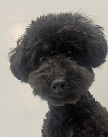 和歌山県のトイプードル(トイ) (ペットアミ 那賀店/2025年3月20日生まれ/男の子/ブラック)の子犬の1枚目の画像