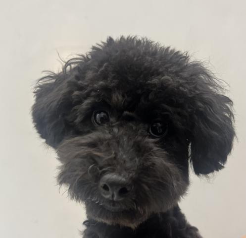 和歌山県のトイプードル(トイ) (ペットアミ 那賀店/2025年3月20日生まれ/男の子/ブラック)の子犬の2枚目の画像