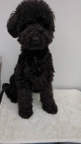 和歌山県のトイプードル(トイ) (ペットアミ 那賀店/2025年3月20日生まれ/男の子/ブラック)の子犬の3枚目の画像