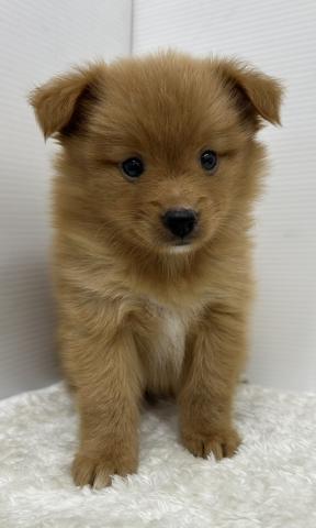 和歌山県のポメプー(ポメラニアン×プードル) (ペットアミ 那賀店/2025年5月24日生まれ/男の子/その他色)の子犬の1枚目の画像