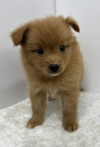 和歌山県のポメプー(ポメラニアン×プードル) (ペットアミ 那賀店/2025年5月24日生まれ/男の子/その他色)の子犬の2枚目の画像