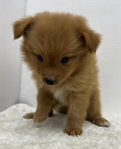 和歌山県のポメプー(ポメラニアン×プードル) (ペットアミ 那賀店/2025年5月24日生まれ/男の子/その他色)の子犬の3枚目の画像