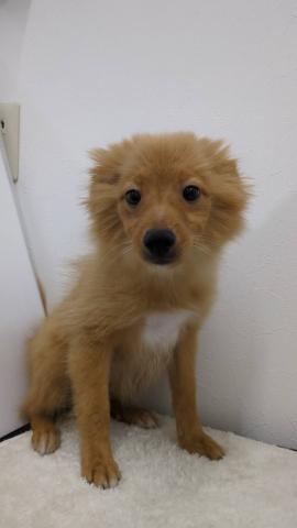 和歌山県のポメプー(ポメラニアン×プードル) (ペットアミ 那賀店/2025年5月24日生まれ/男の子/その他色)の子犬の4枚目の画像