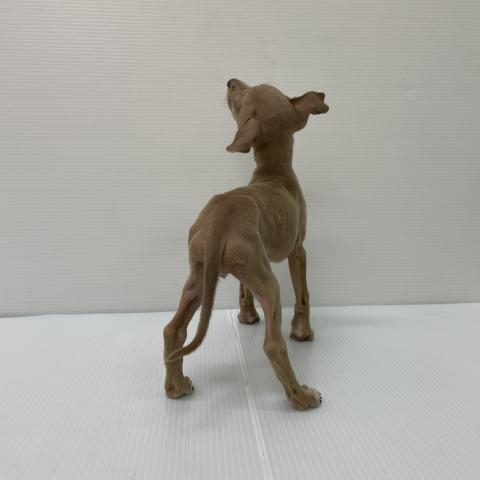 新潟県のイタリアングレーハウンド (ペットアミ 新発田店/2025年8月16日生まれ/女の子/フォーン)の子犬の2枚目の画像