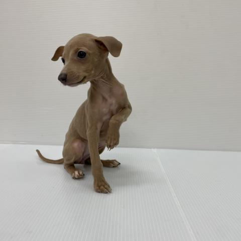 新潟県のイタリアングレーハウンド (ペットアミ 新発田店/2025年8月16日生まれ/女の子/フォーン)の子犬の3枚目の画像