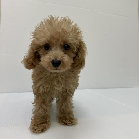 新潟県のトイプードル(トイ) (ペットアミ 新発田店/2025年8月3日生まれ/男の子/クリーム)の子犬の1枚目の画像