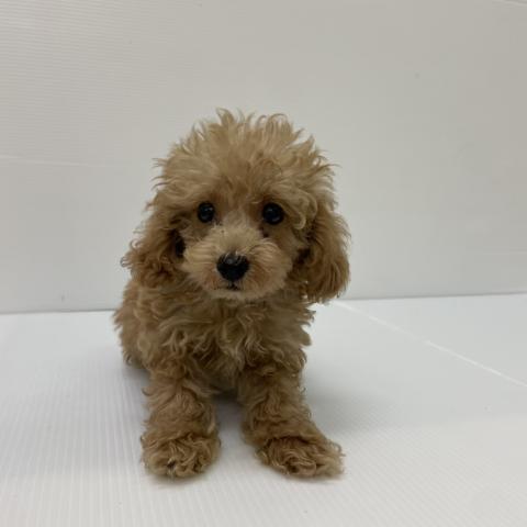 新潟県のトイプードル(トイ) (ペットアミ 新発田店/2025年8月3日生まれ/男の子/クリーム)の子犬の3枚目の画像