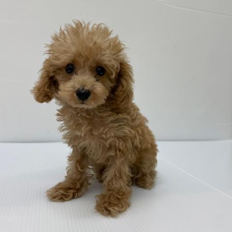 新潟県のトイプードル(トイ) (ペットアミ 新発田店/2025年8月3日生まれ/男の子/クリーム)の子犬の4枚目の画像