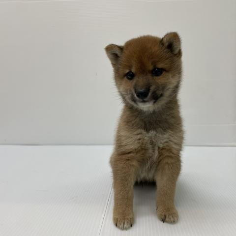 新潟県の柴犬(標準サイズ) (ペットアミ 新発田店/2025年8月9日生まれ/男の子/赤)の子犬の1枚目の画像
