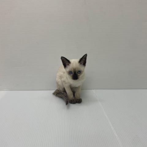 新潟県のシャム (ペットアミ 新発田店/2025年7月24日生まれ/女の子/ホワイト)の子猫の4枚目の画像