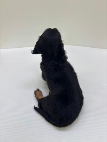 新潟県のミニチュアダックスフンド(ロング) (ペットアミ 新発田店/2025年6月14日生まれ/男の子/ブラックタン)の子犬の2枚目の画像