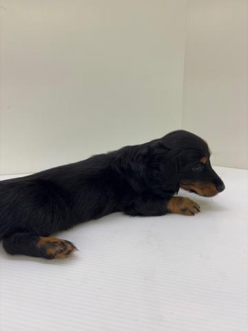 新潟県のミニチュアダックスフンド(ロング) (ペットアミ 新発田店/2025年6月14日生まれ/男の子/ブラックタン)の子犬の4枚目の画像