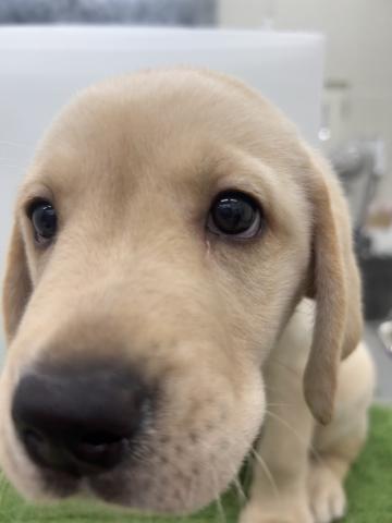 秋田県のラブラドールレトリーバー (ペットアミ 本荘インター店/2025年5月30日生まれ/男の子/イエロー)の子犬の1枚目の画像