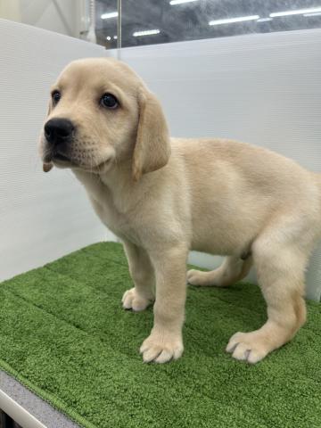 秋田県のラブラドールレトリーバー (ペットアミ 本荘インター店/2025年5月30日生まれ/男の子/イエロー)の子犬の2枚目の画像