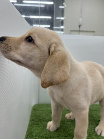 秋田県のラブラドールレトリーバー (ペットアミ 本荘インター店/2025年5月30日生まれ/男の子/イエロー)の子犬の3枚目の画像
