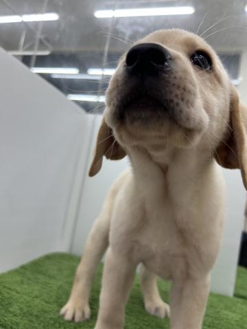 秋田県のラブラドールレトリーバー (ペットアミ 本荘インター店/2025年5月30日生まれ/男の子/イエロー)の子犬の4枚目の画像