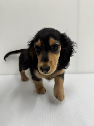 和歌山県のミニチュアダックスフンド(ロング) (ペットアミ 紀の川店/2025年9月8日生まれ/男の子/ブラックタン)の子犬の1枚目の画像