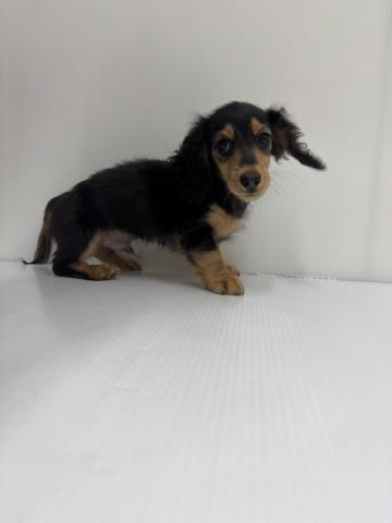 和歌山県のミニチュアダックスフンド(ロング) (ペットアミ 紀の川店/2025年9月8日生まれ/男の子/ブラックタン)の子犬の2枚目の画像