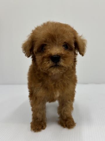 和歌山県のトイプードル(トイ) (ペットアミ 紀の川店/2025年7月6日生まれ/男の子/レッド)の子犬の1枚目の画像