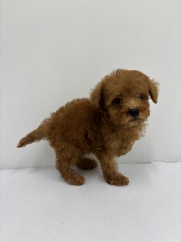 和歌山県のトイプードル(トイ) (ペットアミ 紀の川店/2025年7月6日生まれ/男の子/レッド)の子犬の2枚目の画像