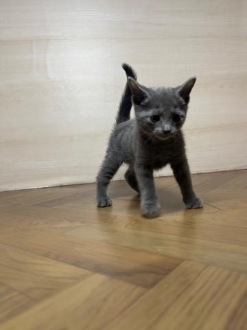 和歌山県のロシアンブルー (ペットアミ 和歌山インター店/2025年7月27日生まれ/男の子/ブルー)の子猫の1枚目の画像