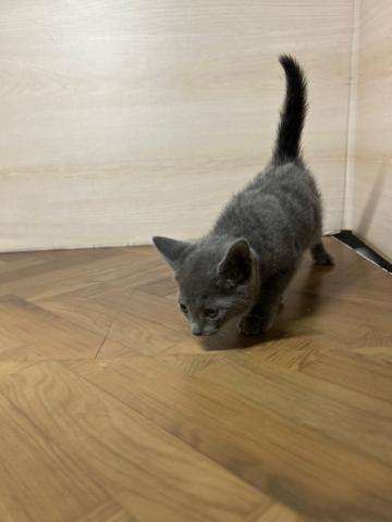 和歌山県のロシアンブルー (ペットアミ 和歌山インター店/2025年7月27日生まれ/男の子/ブルー)の子猫の2枚目の画像