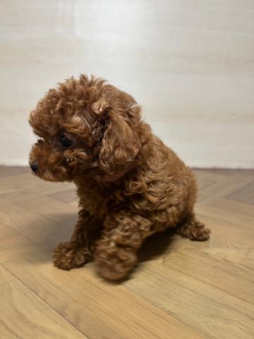 和歌山県のトイプードル(トイ) (ペットアミ 和歌山インター店/2025年7月26日生まれ/男の子/レッド)の子犬の2枚目の画像