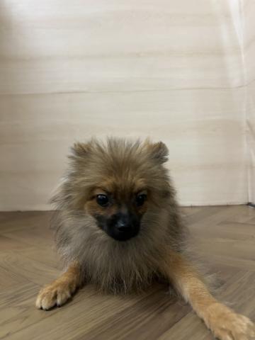 和歌山県のポメラニアン (ペットアミ 和歌山インター店/2025年3月26日生まれ/男の子/オレンジ)の子犬の1枚目の画像