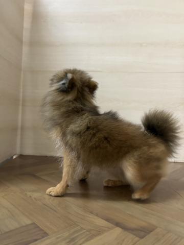 和歌山県のポメラニアン (ペットアミ 和歌山インター店/2025年3月26日生まれ/男の子/オレンジ)の子犬の2枚目の画像